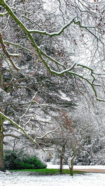 tree-snow3-4446579